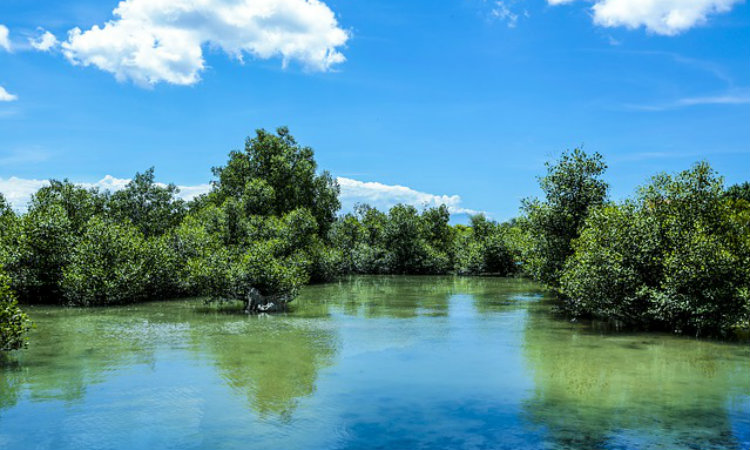 Apple trabaja en Colombia para preservar parte de los bosques de manglares en el país